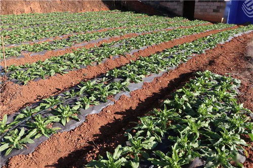 干企再話 致富經 ,產業(yè)興旺信心足 塔甸鎮(zhèn)召開產業(yè)發(fā)展及產業(yè)扶貧座談會