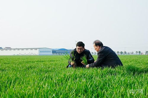 萬象 耕 新丨科技書寫春耕時間 河南孟州探索農業新篇