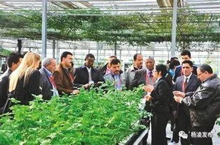 注意 接到這個電話不要掛,您已被選為 楊凌的代言人