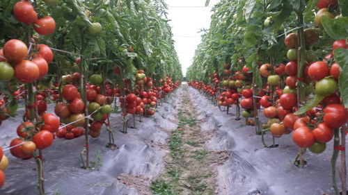 省級(jí)榮譽(yù) 上新 溫州又多了2個(gè) 品字標(biāo)