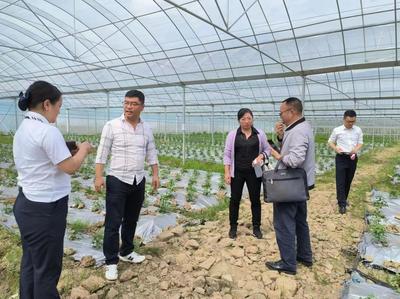 獨(dú)山紫林山國家森林公園管理處 組織相關(guān)部門到廣州黔港農(nóng)業(yè)發(fā)展基長辣椒產(chǎn)業(yè)種植基地開展服務(wù)工作